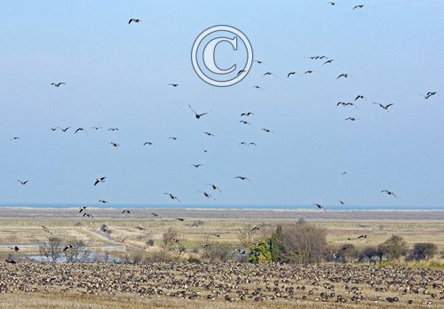 Pink-footed Geese on Stubble 8 DM0413